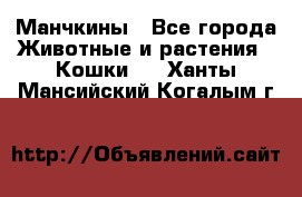 Манчкины - Все города Животные и растения » Кошки   . Ханты-Мансийский,Когалым г.